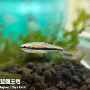 藍國王燈