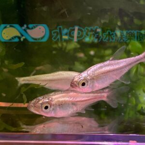 金燈 黃金燈魚