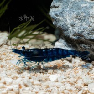 夢幻藍絲絨米蝦
