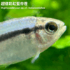 超級彩虹藍帝燈
