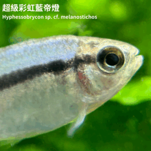 超級彩虹藍帝燈