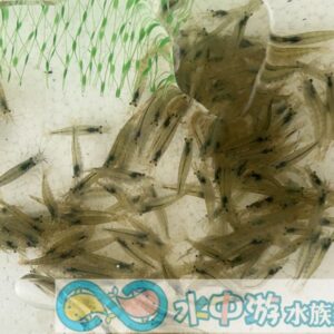 大和藻蝦
