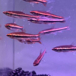 酒紅鉛筆
