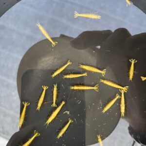 粗金背黃金米蝦