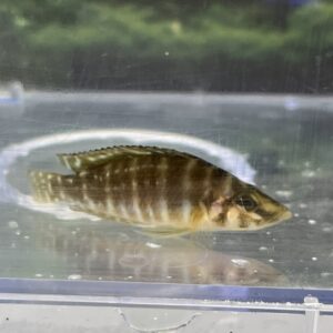 薩伊黑噴點珍珠虎