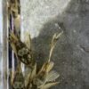 L144綠龍大帆異形
