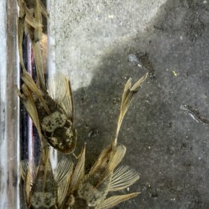 L144綠龍大帆異形