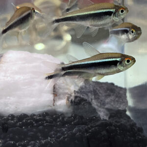 黑蓮燈 (黑霓虹燈魚)