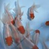 紅帽金魚