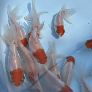 紅帽金魚
