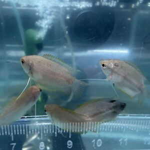 草莓麗麗