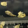 巧克力娃娃魚(吃扁螺)