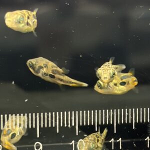 巧克力娃娃魚(吃扁螺)