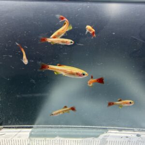 大帆金白雲山燈