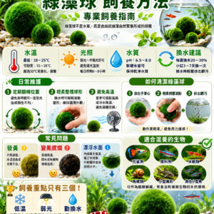 綠藻球