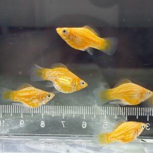 金球