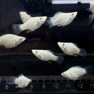 白球
