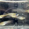 七彩霓虹稻田魚