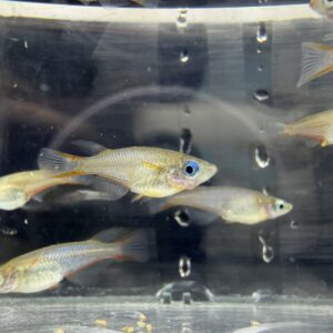 七彩霓虹稻田魚