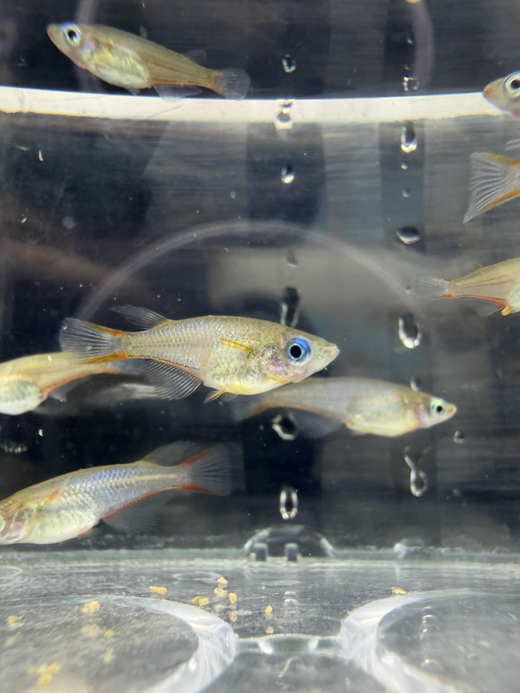 七彩霓虹稻田魚