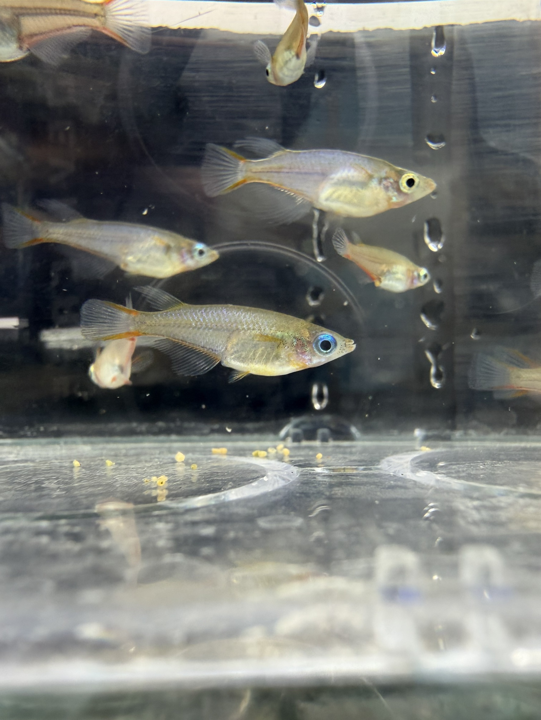 七彩霓虹稻田魚:圖片 2