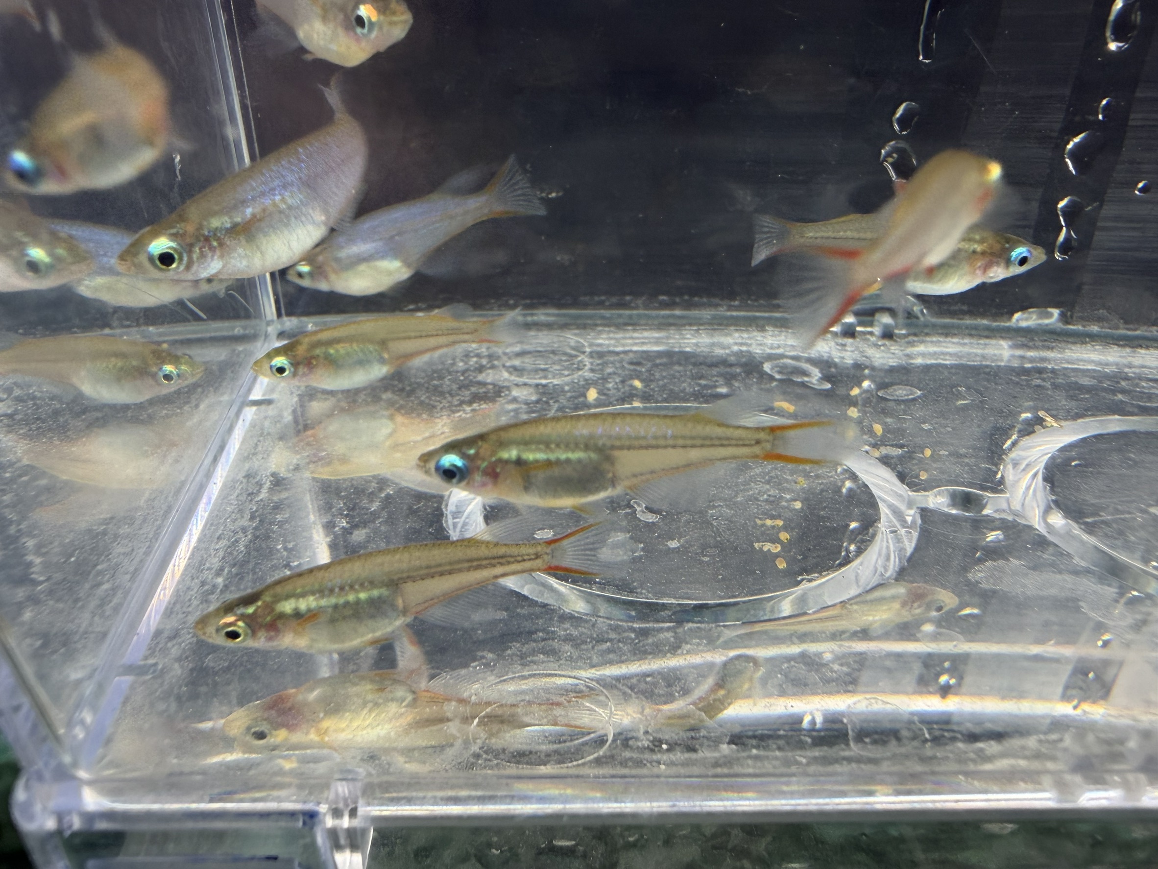 七彩霓虹稻田魚:圖片 3