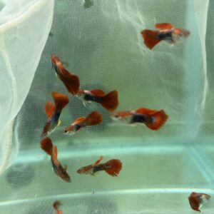 巴西紅扇孔雀魚(對魚)