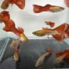 佛朗明哥孔雀魚