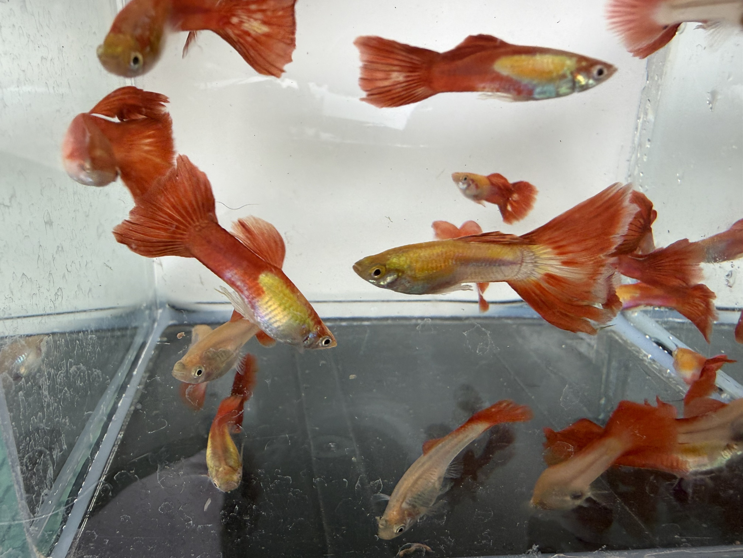 佛朗明哥孔雀魚