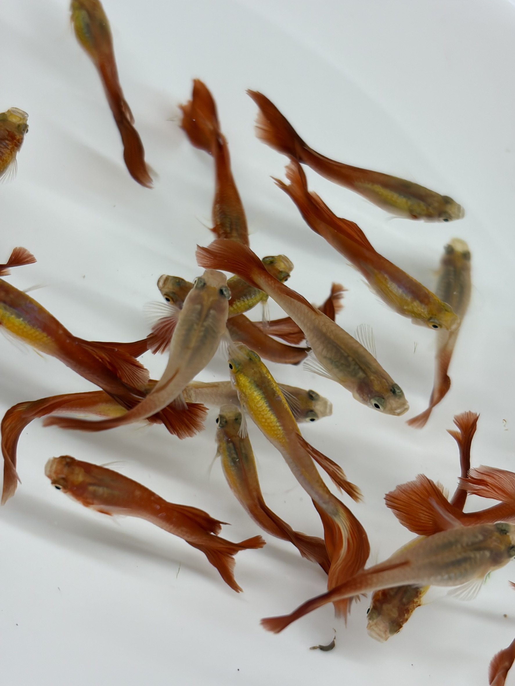 佛朗明哥孔雀魚:圖片 2