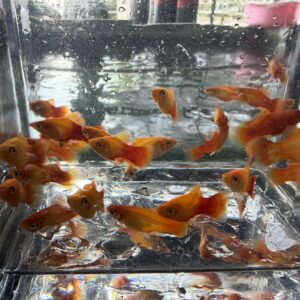 黃金太陽