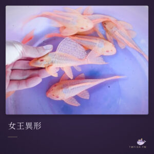 女王異形｜卡樂活水族