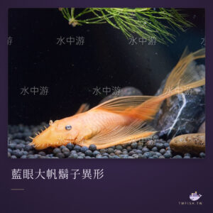 藍眼大帆鬍子異形｜卡樂活水族