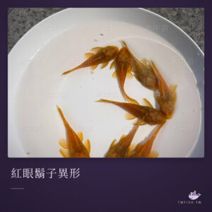 紅眼鬍子異形｜卡樂活水族
