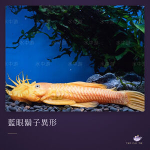 藍眼鬍子異形｜卡樂活水族