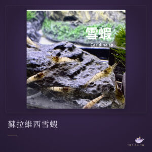 蘇拉維西雪蝦｜卡樂活水族