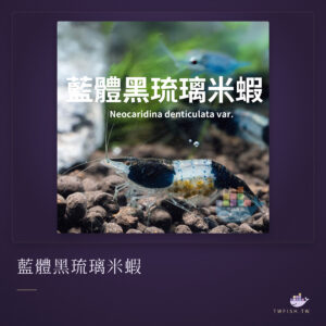 藍體黑琉璃米蝦｜卡樂活水族