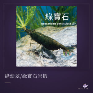 綠翡翠/綠寶石米蝦｜卡樂活水族