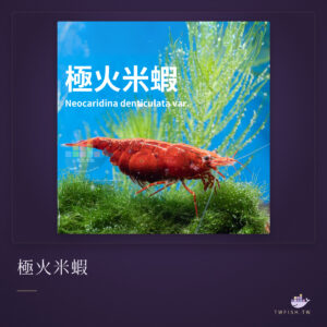 極火米蝦｜卡樂活水族