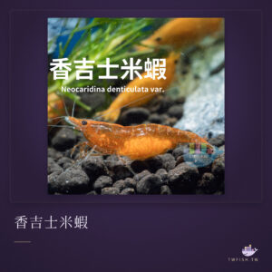 香吉士米蝦｜卡樂活水族