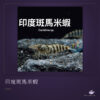 印度斑馬米蝦｜卡樂活水族