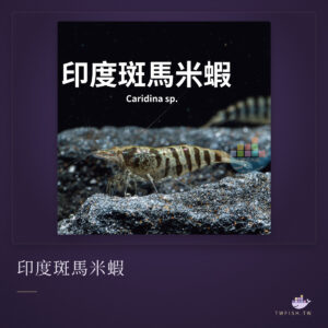 印度斑馬米蝦｜卡樂活水族