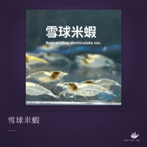雪球米蝦｜卡樂活水族
