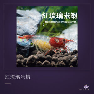紅琉璃米蝦｜卡樂活水族