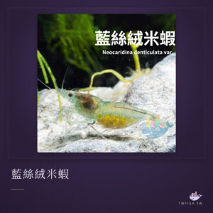藍絲絨米蝦｜卡樂活水族