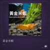黃金米蝦｜卡樂活水族