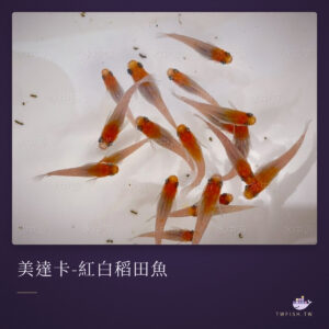 美達卡-紅白稻田魚｜卡樂活水族