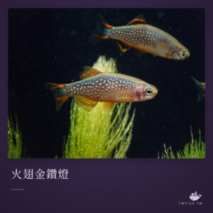 火翅金鑽燈｜卡樂活水族