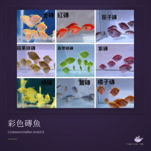 彩色磚魚｜卡樂活水族