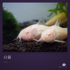 白鼠｜卡樂活水族